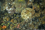 Spondylus sp spondyle blanc-Maldives Machchafushi Wrk-29m-20240426-da-DSC_7039_tn